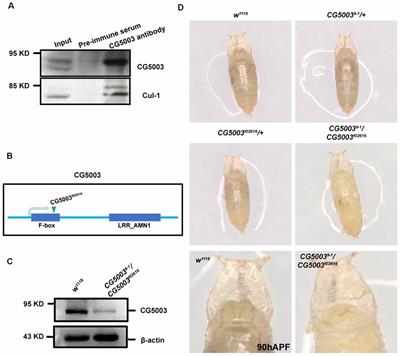 The F-Box Protein CG5003 Regulates Axon Pruning and the Integrity of the Drosophila Mushroom Body